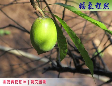 仙桃樹開花|老欉蛋黃果(仙桃)~特殊品種 :: 中藥處方小百科